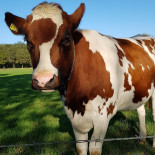 Castle Tongelaar Exterior