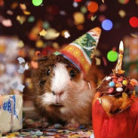 Cafetaria Visser Bebida