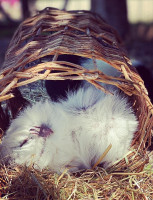 Hof Poppendamme drink