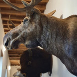 Castle Doorwerth Boisson