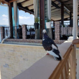 Café Tapperij Kansas Boisson