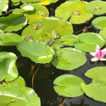 Residence Rhenen Boisson