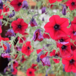 Paviljoen Pool Boisson