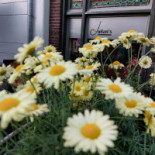 Julian's Eethuis Boisson