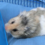 Hamstery Pepperoni Boisson