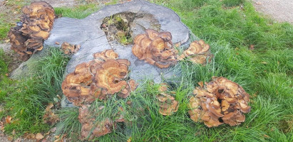 De Beleving Nourriture