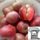 'an D'olde Putte' Goor Bebida