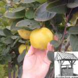 'an D'olde Putte' Goor Boisson