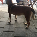 Buulse Burger Extérieur