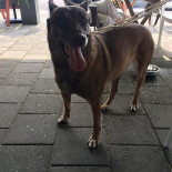 Buulse Burger Extérieur