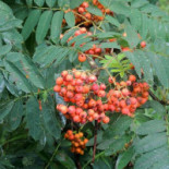 Country Golf Ees Boisson