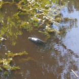 Residence De Eese Extérieur