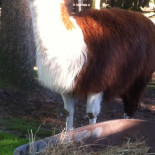 Residence De Eese Extérieur