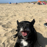 De Strandtent Boisson