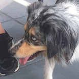 Nonas Schepijs Bebida