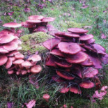 Engelanderhof Bebida