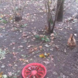 Snackbar Mies Extérieur