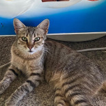 Heeren Van Limmen Bebida