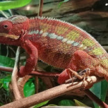 Frankie's Bistro drink