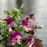 De Brielsche Aap Boisson