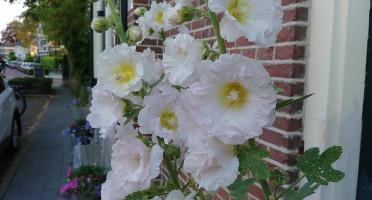 Berg En Dal Getränk