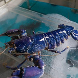 Rivers Marnemoende Boisson