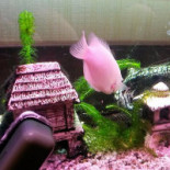 De Kersenbloesem De Groeve drink