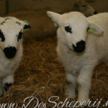 De Scheperij Boisson