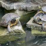 Brasserij Offcourse Boisson