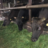 Droomhotel 't Heinenhoes Extérieur