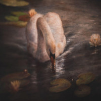 Cafe De Zwaan Bv Son En Breugel drink