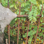 Cafe 't Centrum Boisson