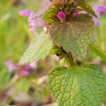 Erve De Wezel Boisson