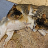 De Bebsel Goor Bebida