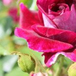 V.o.f. Sphinx Helden Helden Bebida