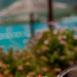 Cafe Halve Maan Boisson