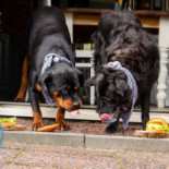 De Stempel Babberich Boisson