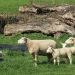 Eperland Epen Extérieur