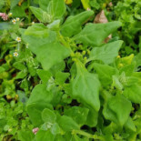 Herbergh De Cleef Boisson