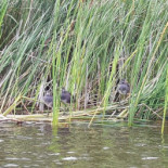 Eetcafé ‘t Dûke Lûk Boisson