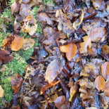 Het Kantongerecht Boxmeer Boisson