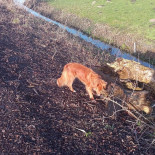 Fort Nieuwersluis. Koffie- Vergaderspot. (unesco Werelderfgoed) Extérieur