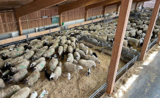 Wollegras Extérieur