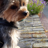 Snackbar Risdam Extérieur