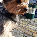 Snackbar Risdam Boisson