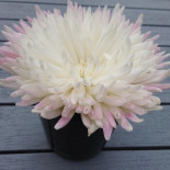 Nellie's Private Dining Bebida