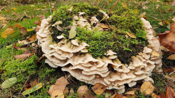 De Soester Duinen outside