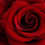 Vie Food Drinks Bebida