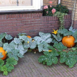 Vie Food Drinks Bebida