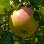 Mcdonald's Steenwijk Bv Steenwijk Boisson